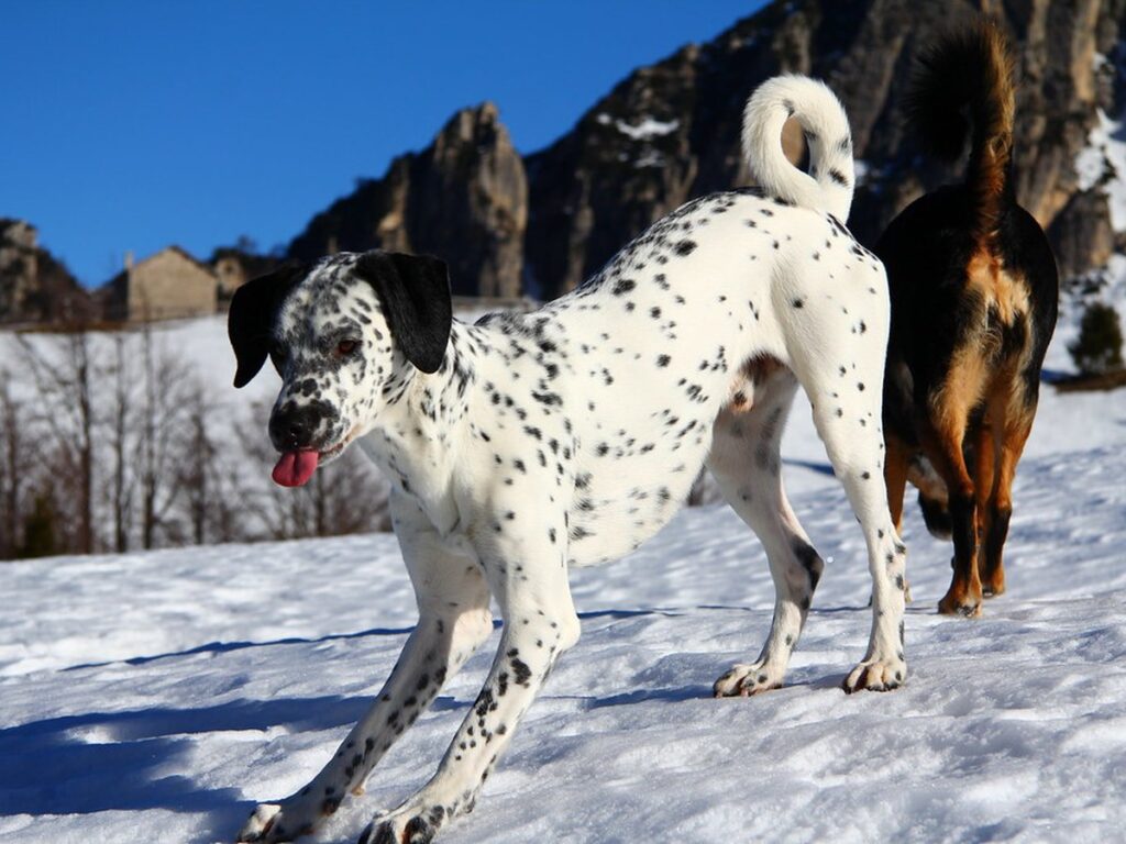 my dogs