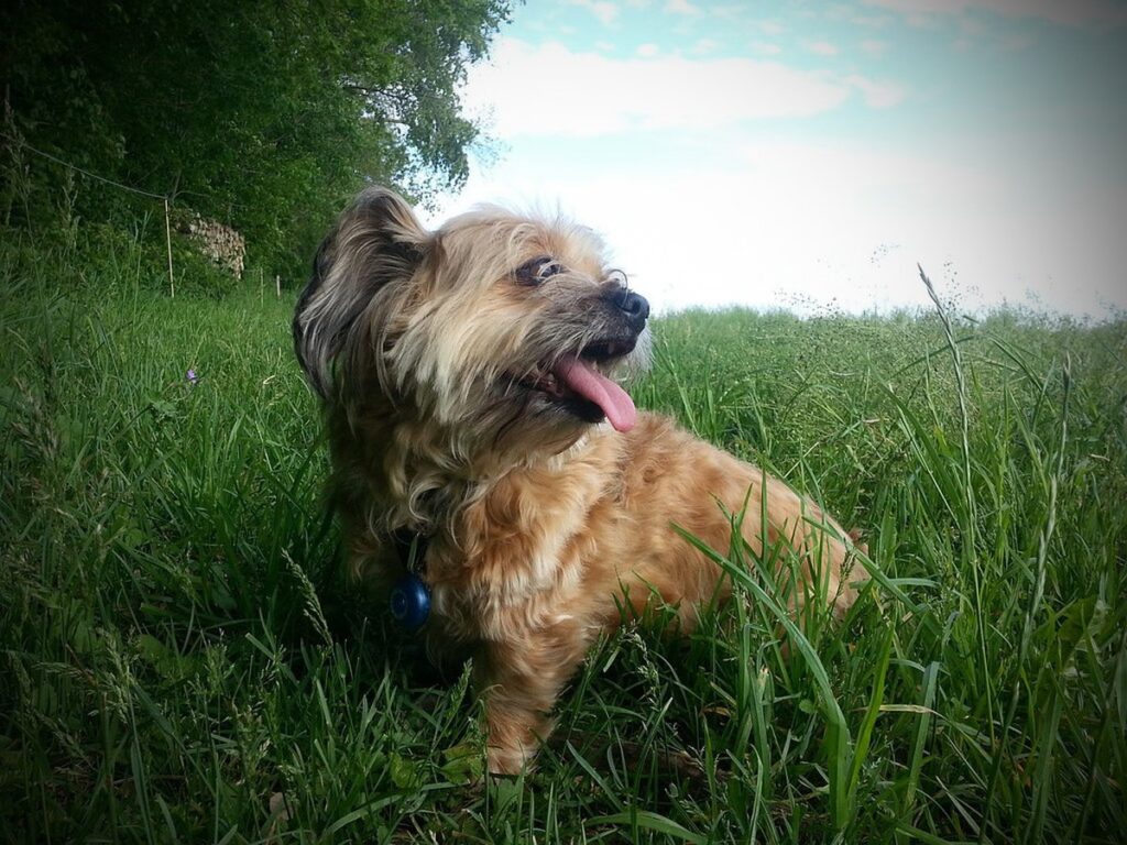 lisa-the-dog