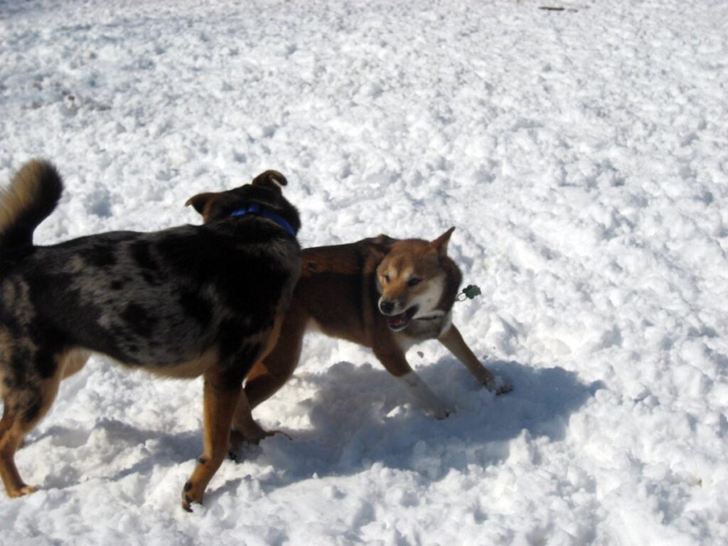 Dogs!