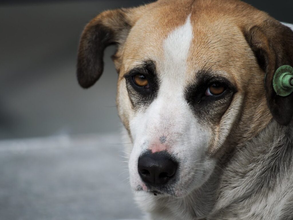 dog