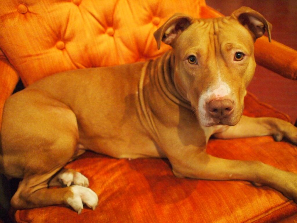 dog