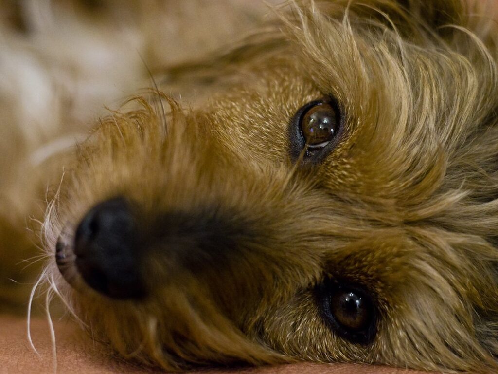 Soppy Dog