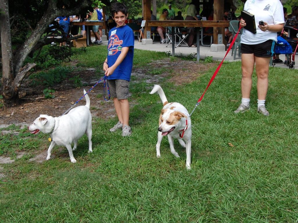 Dogs