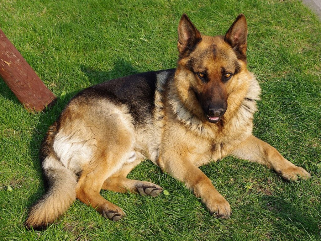 20110425 German Shepherd Dog 8505