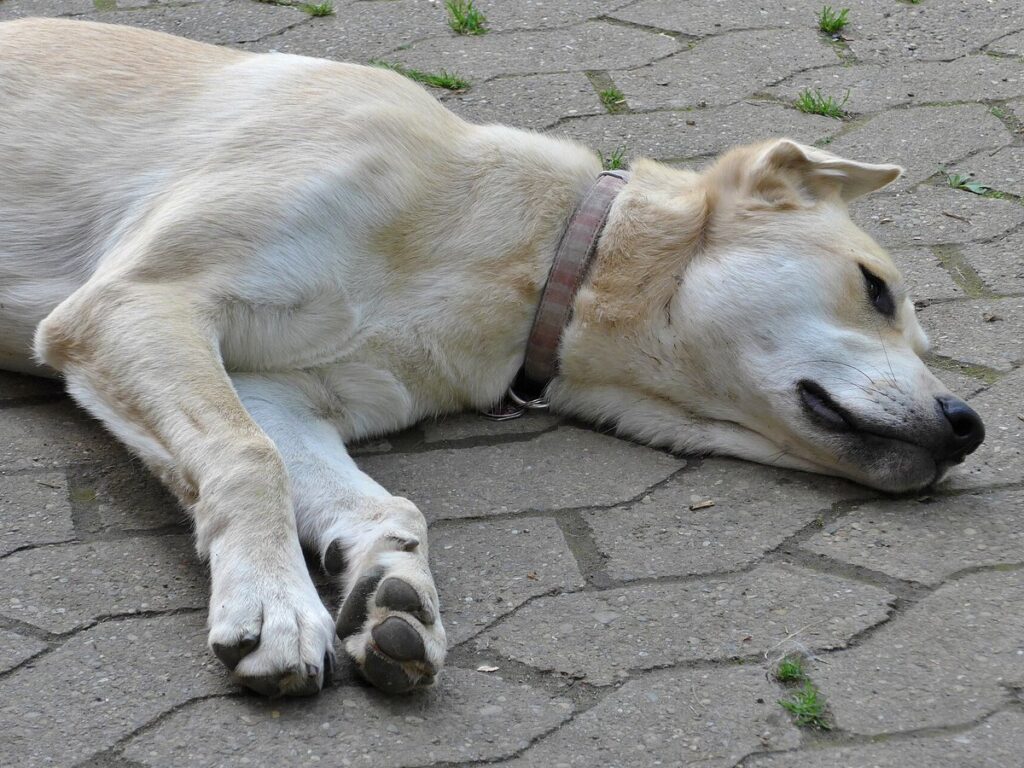 2014 Dog relaxing on a hot summer day
