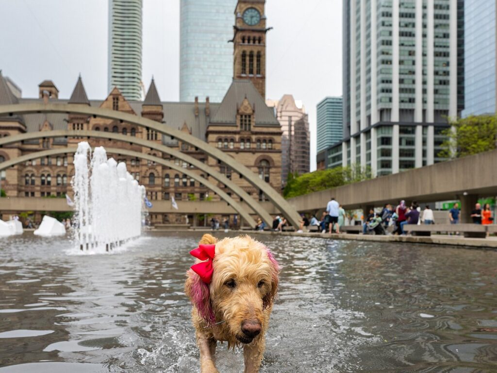 A dog plays in the water - Nathan Phillips Square