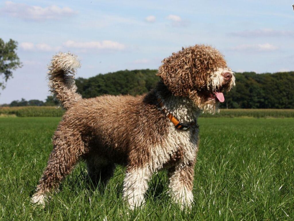 Cantabrian Water Dog
