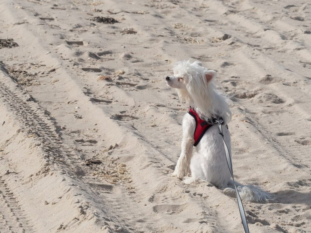 Chinese crested dog on the beach (13200)
