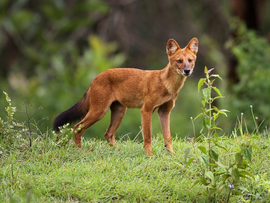 Dhole(Asiatic wild dog)