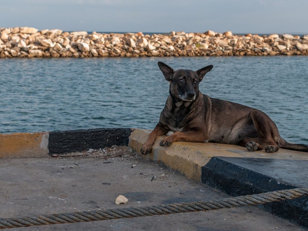 Dog in Chacachacare