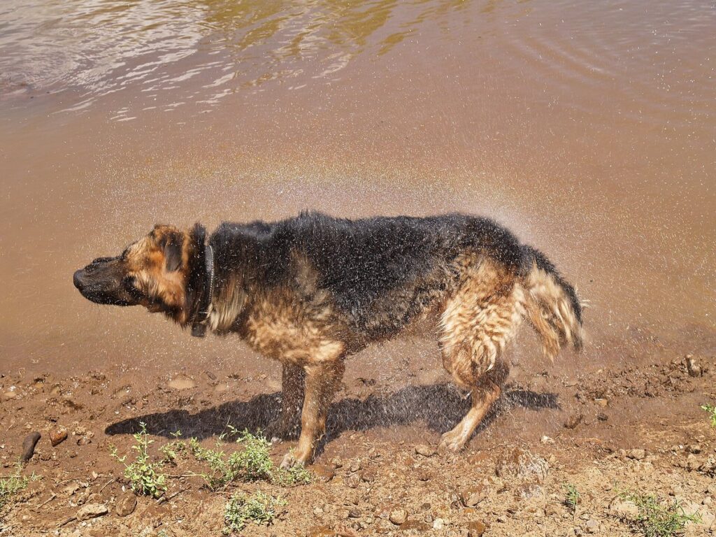 German-Shepherd-dog-rainbow-shake