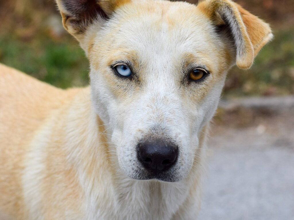 Heterochromia dog, Struga