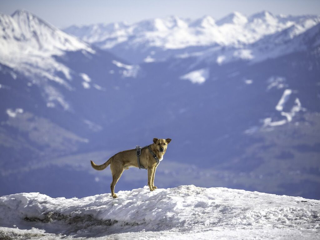 Mixed-breed dogs in Serles