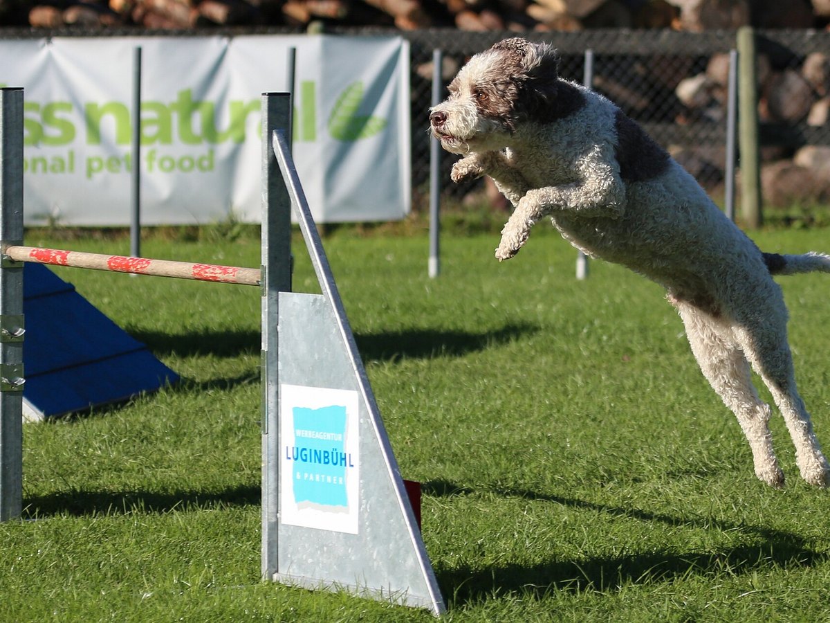 Lagotto Romagnolo mit lockigem Fell