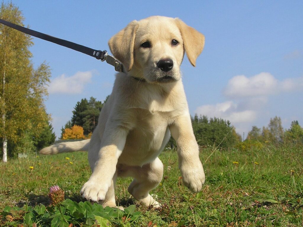 Familie mit Labrador Retriever auf einer Wiese