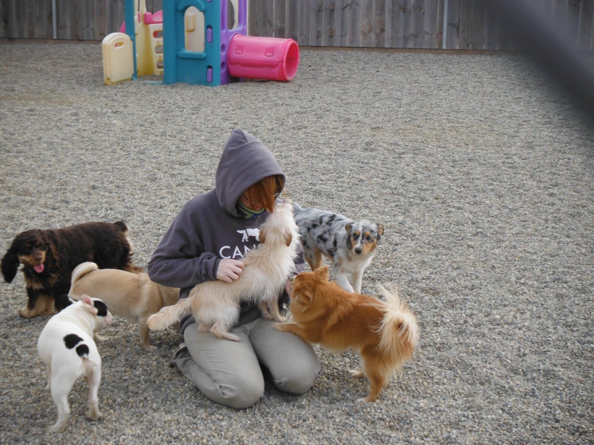 Mehrere kleine Hunde unterschiedlicher Rassen zusammen