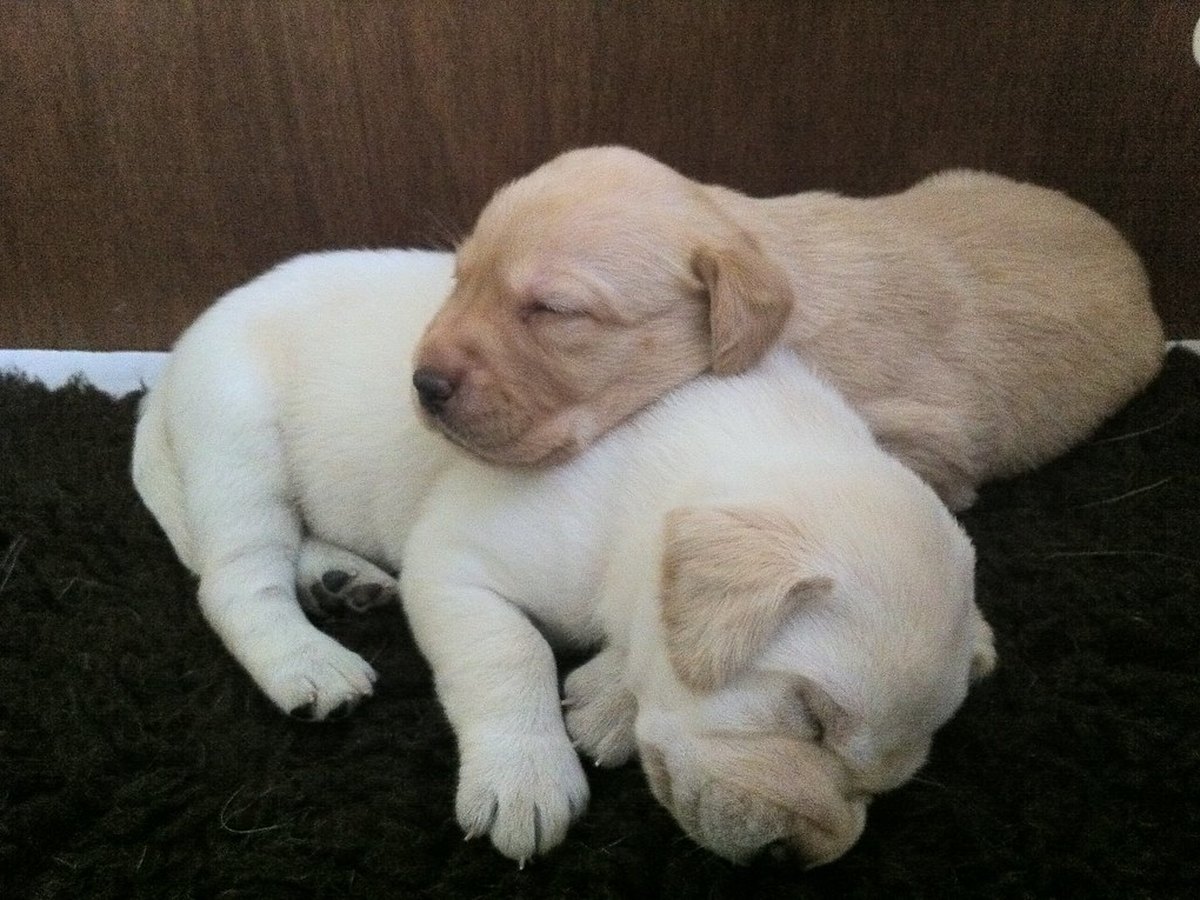 Zwei Labrador-Welpen schlafen eng aneinandergekuschelt