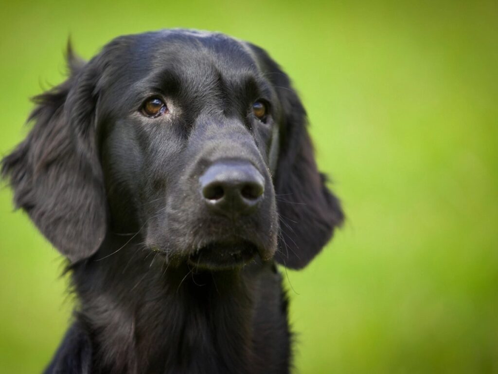 Labrador Retriever im Freien