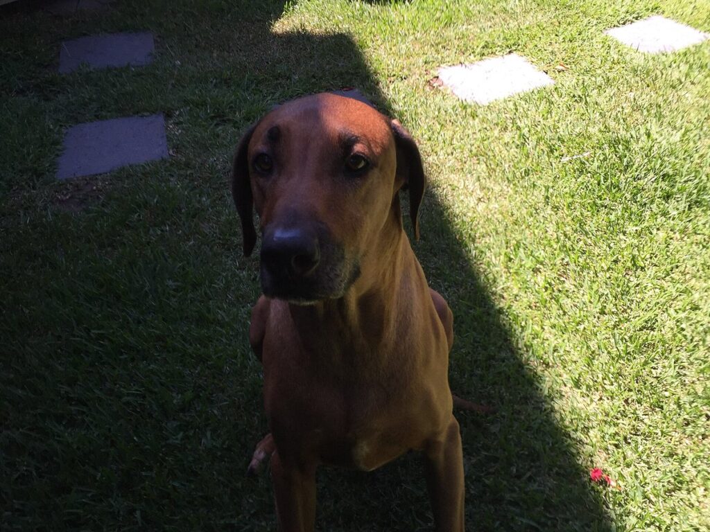 Rhodesian Ridgeback sitzt aufmerksam im Garten