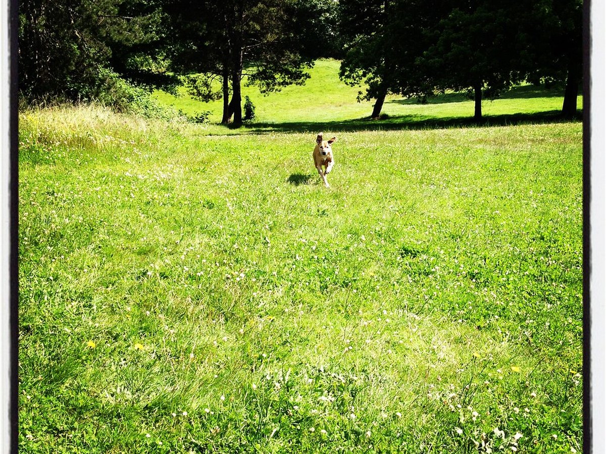 Rhodesian Ridgeback läuft über ein Feld