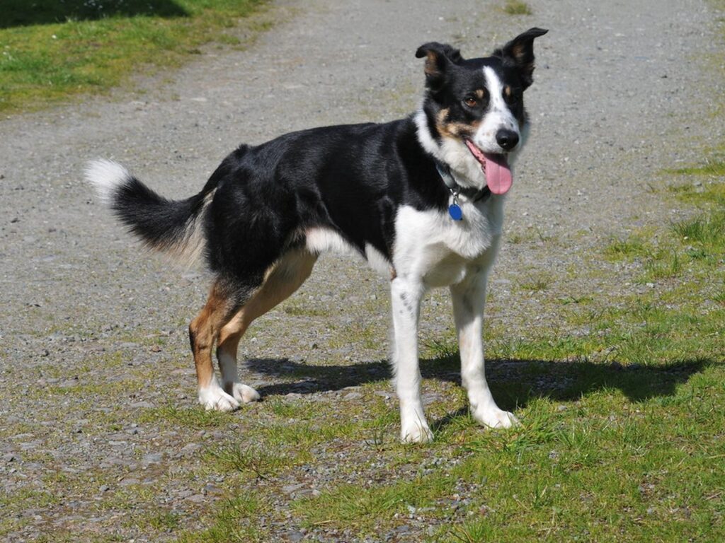 Border Collie, ein typischer Hütehund aus FCI-Gruppe 1