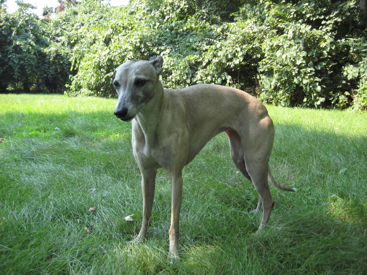 Whippet steht auf einer Wiese