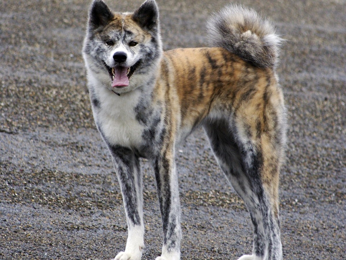 Akita Inu steht aufrecht im Freien