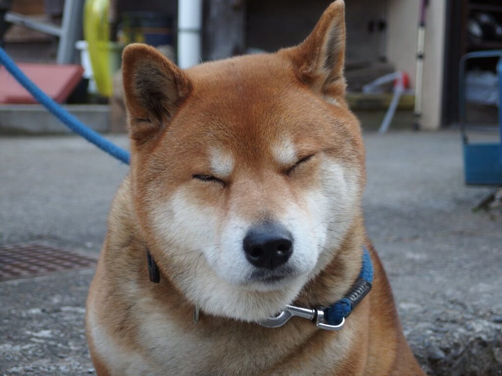 Shiba Inu auf einem Waldweg