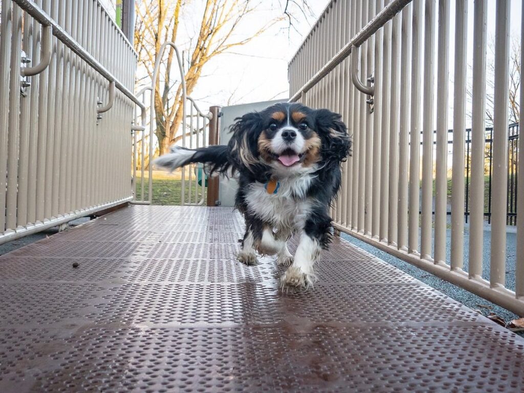 Cavalier King Charles Spaniel, ein kleiner Familienhund