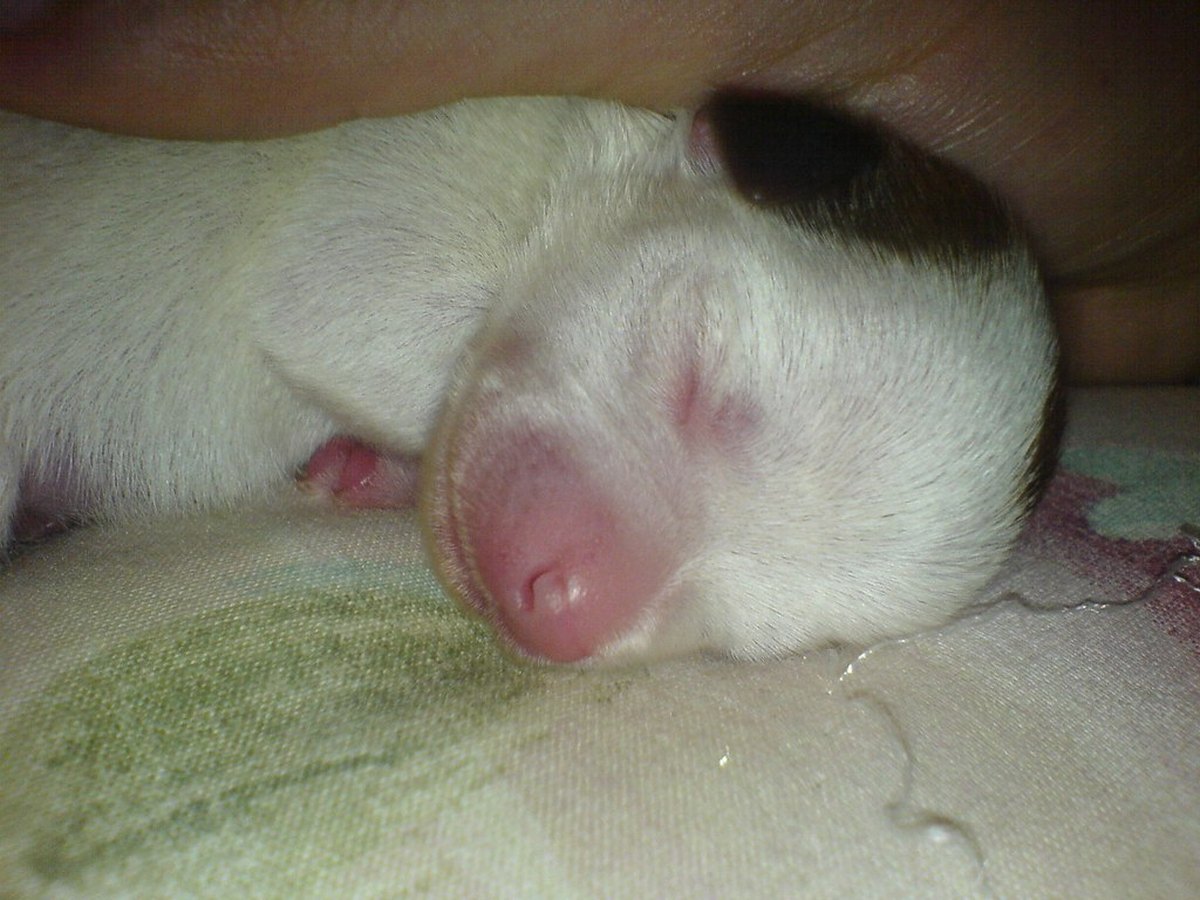 Nahaufnahme eines kleinen Chihuahua-Welpen