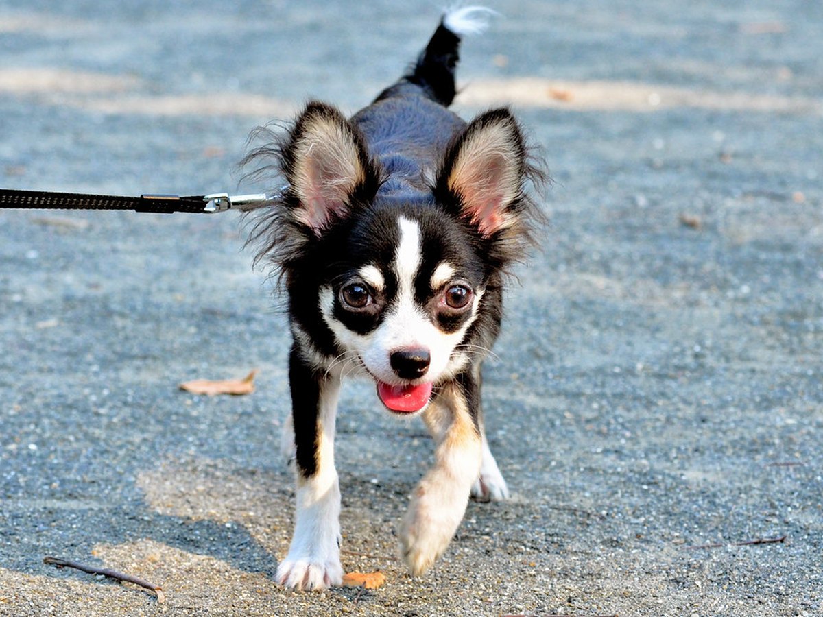 Chihuahua im Porträt