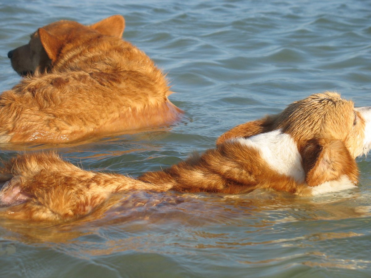 Kleiner Hund an der Leine