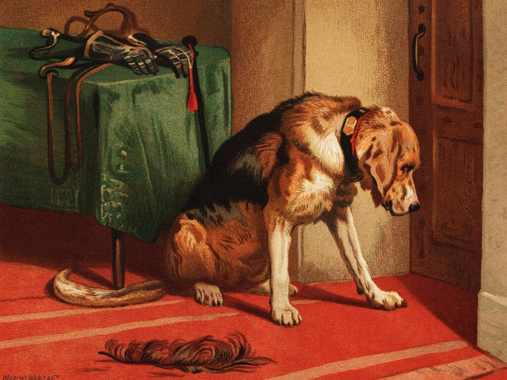 Landseer, schwarz-weiß gefärbter Riesenhund
