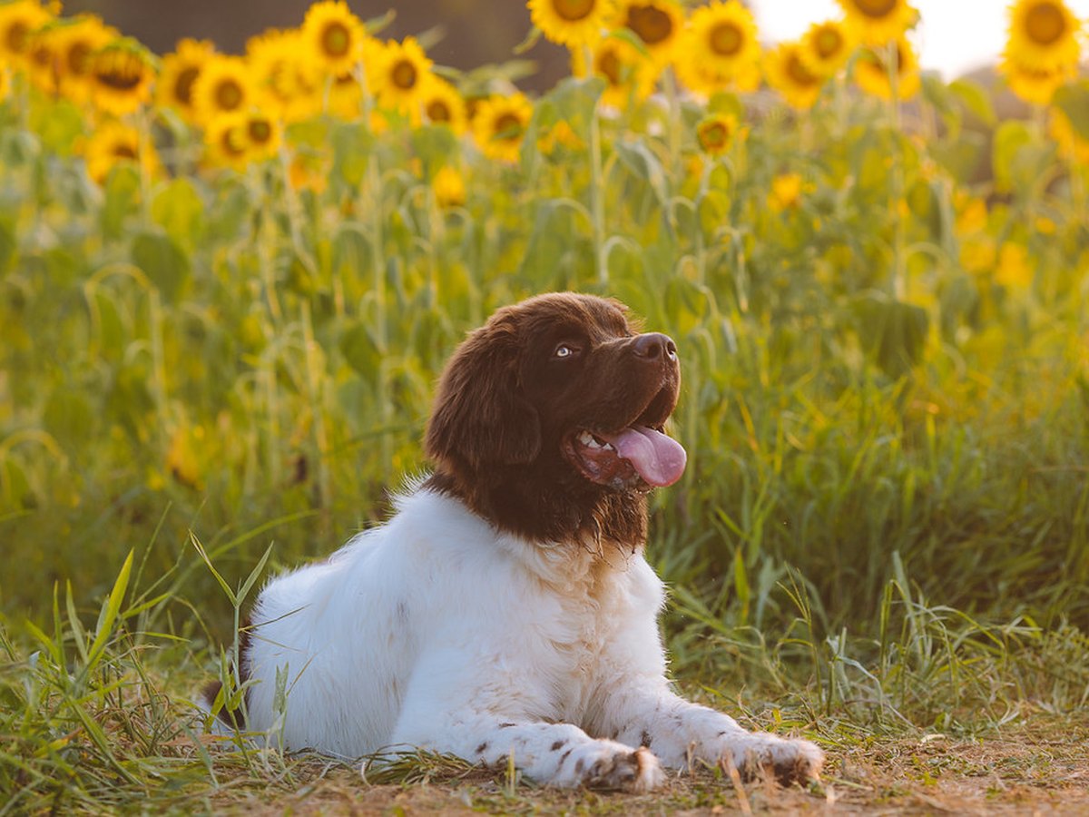 Landseer-Welpe im Wachstum