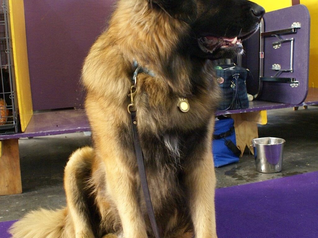 Leonberger mit löwenfarbenem Fell auf einer Wiese