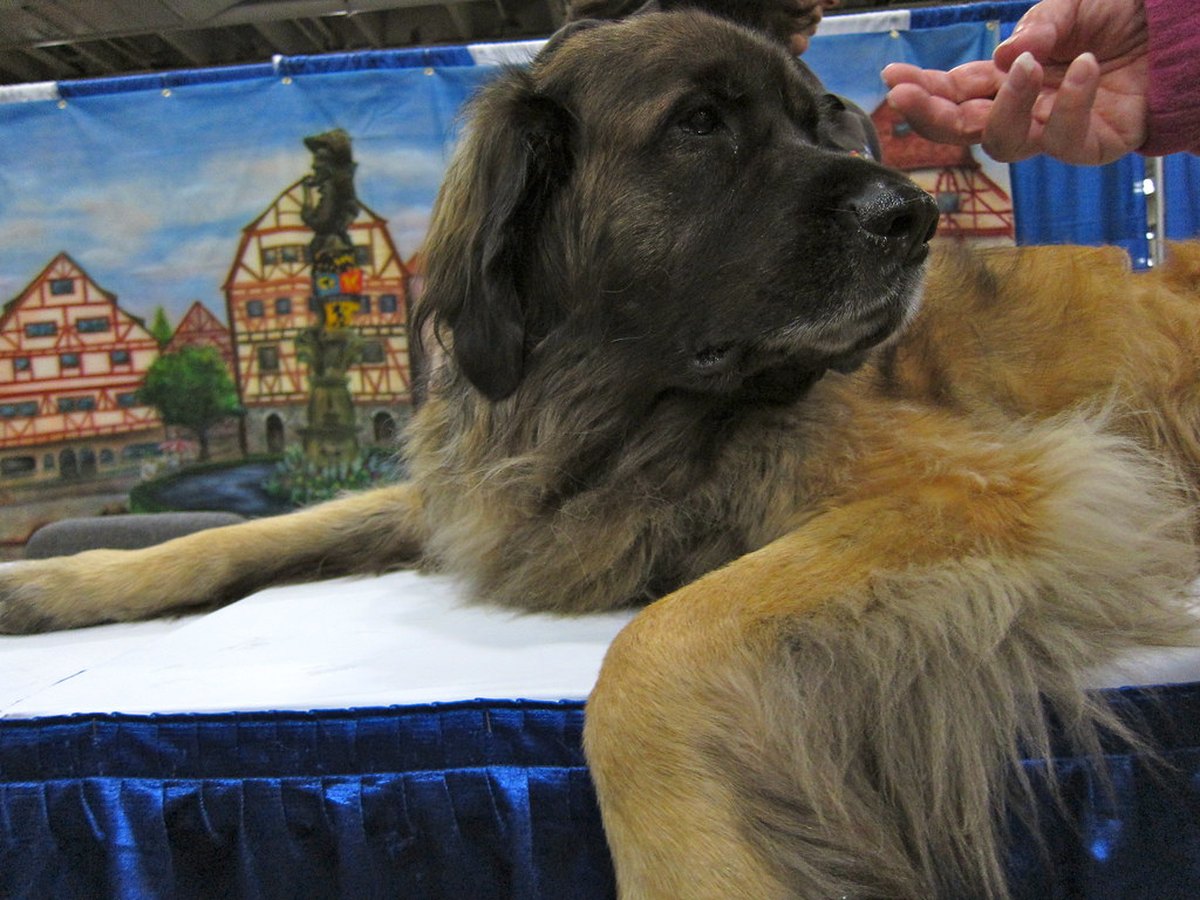 Ausgewachsener Leonberger mit löwenfarbenem Haarkleid