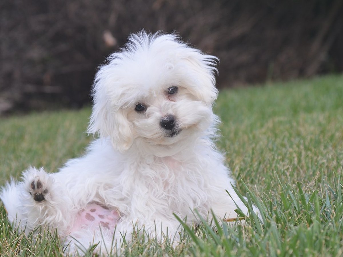 Kleiner weißer Bichon Frisé mit lockigem Fell blickt in die Kamera