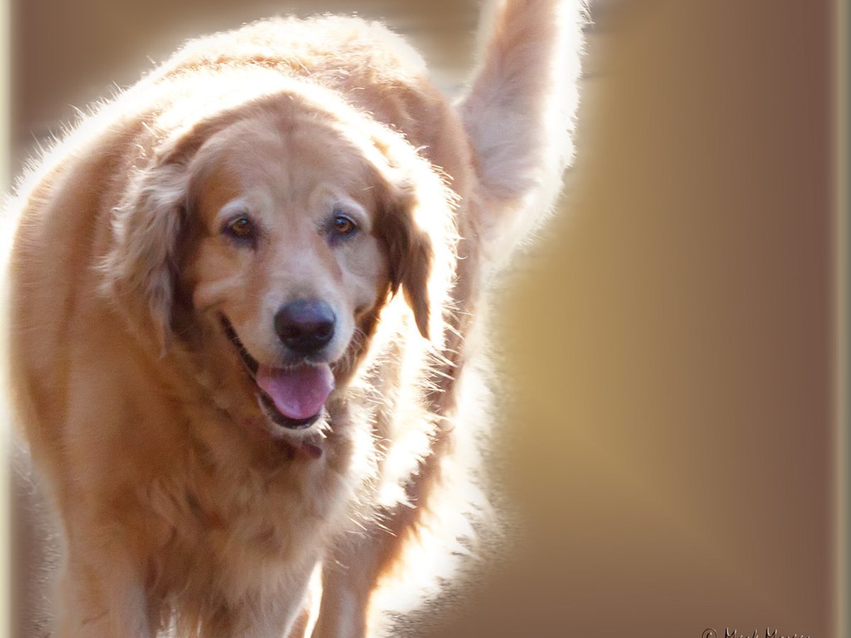 Golden Retriever sitzt freundlich neben einer Familie im Garten