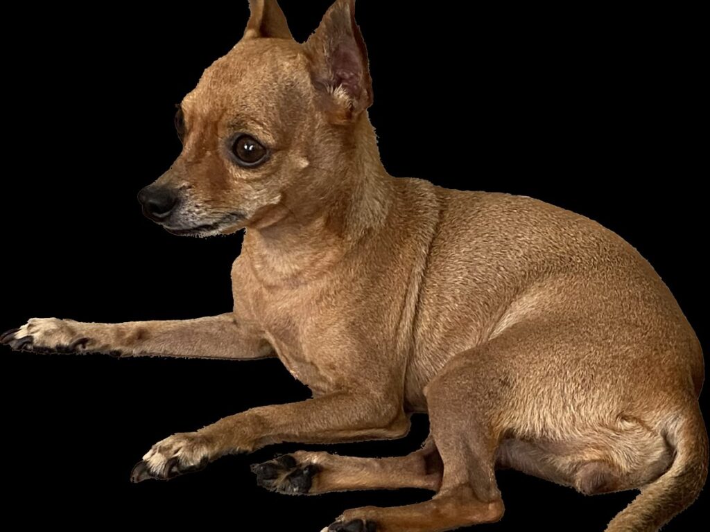 Zwergpinscher mit spitzen Ohren und schlankem Körperbau