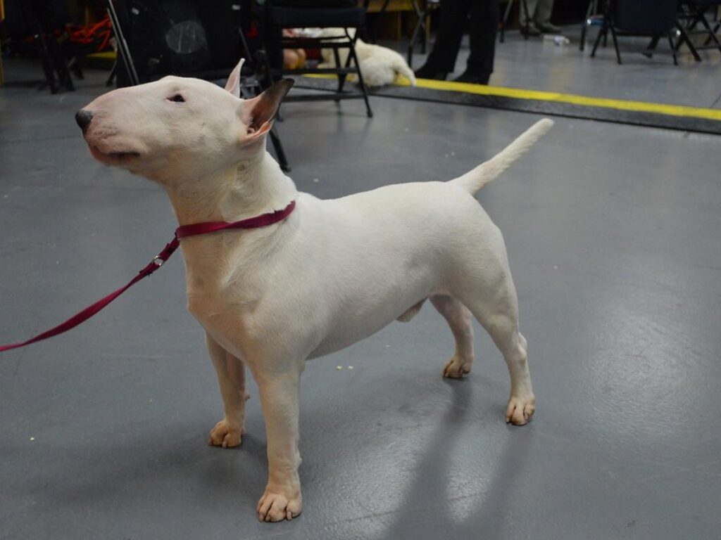 Miniature Bullterrier