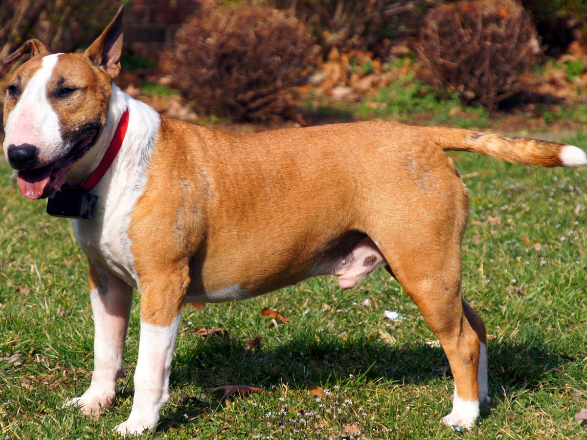 Kopf eines Bullterriers