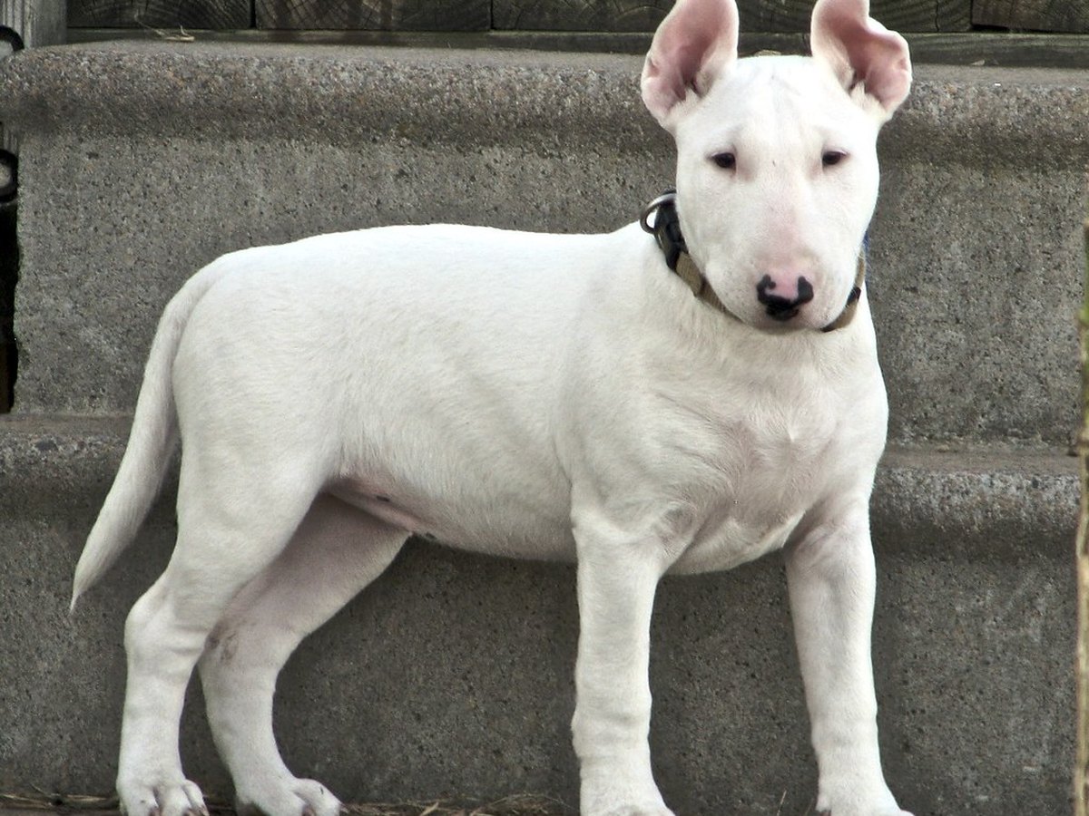 Bullterrier Welpe