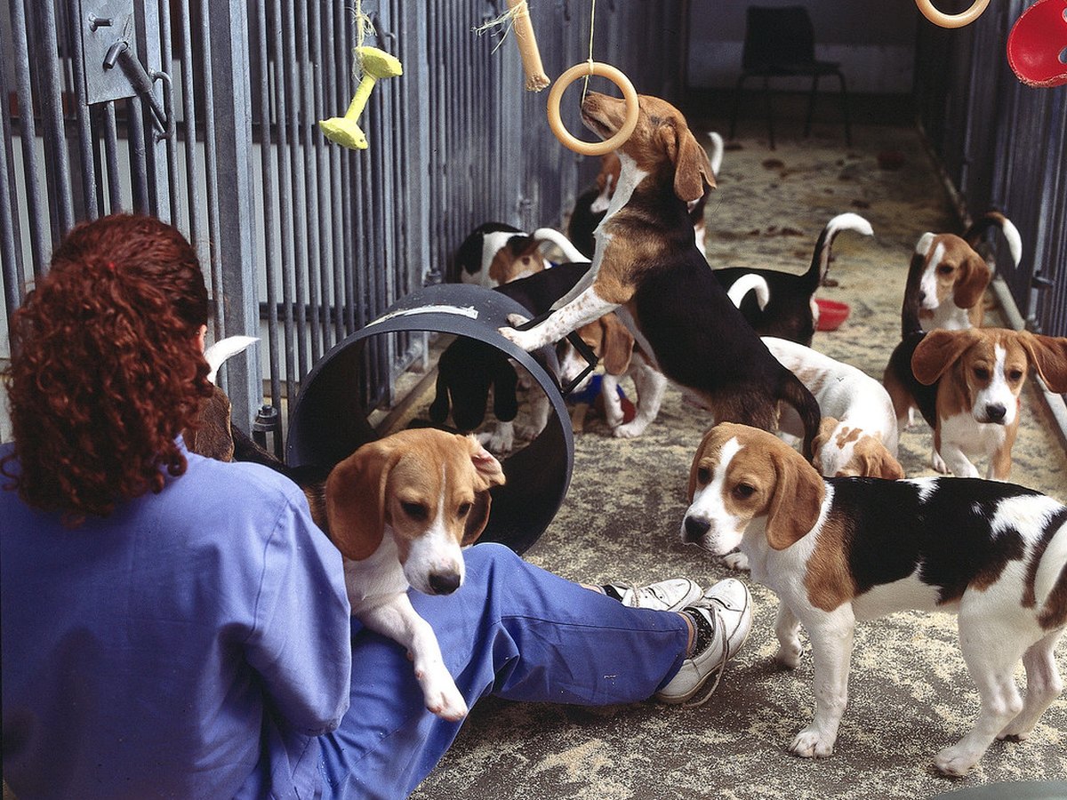 Beagle im Freien