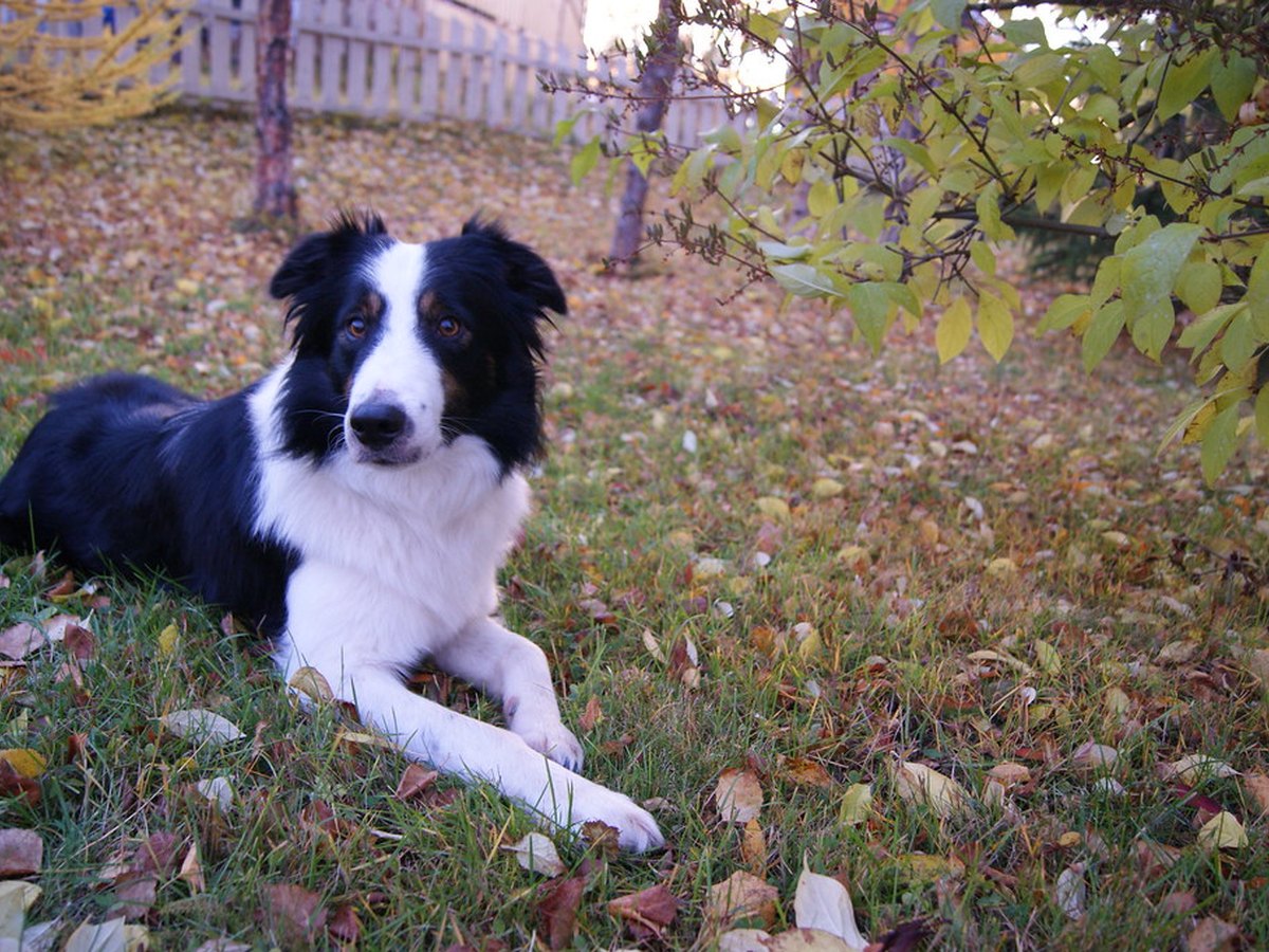 Border Collie