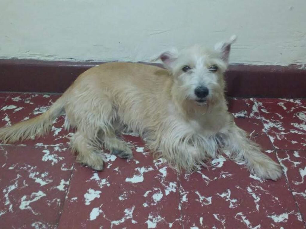 Mittelgroßer Hund auf einer Wiese
