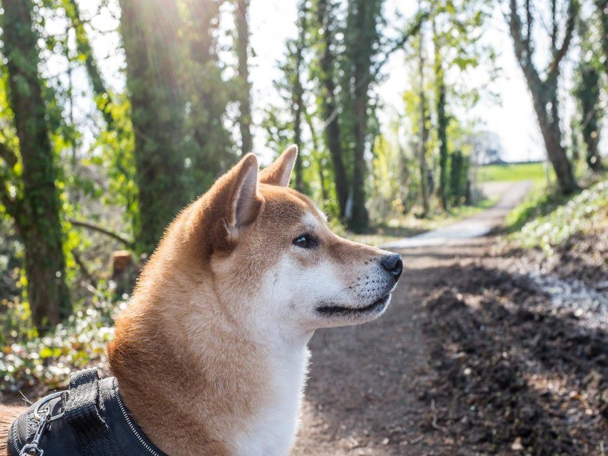Hund auf einem Waldweg