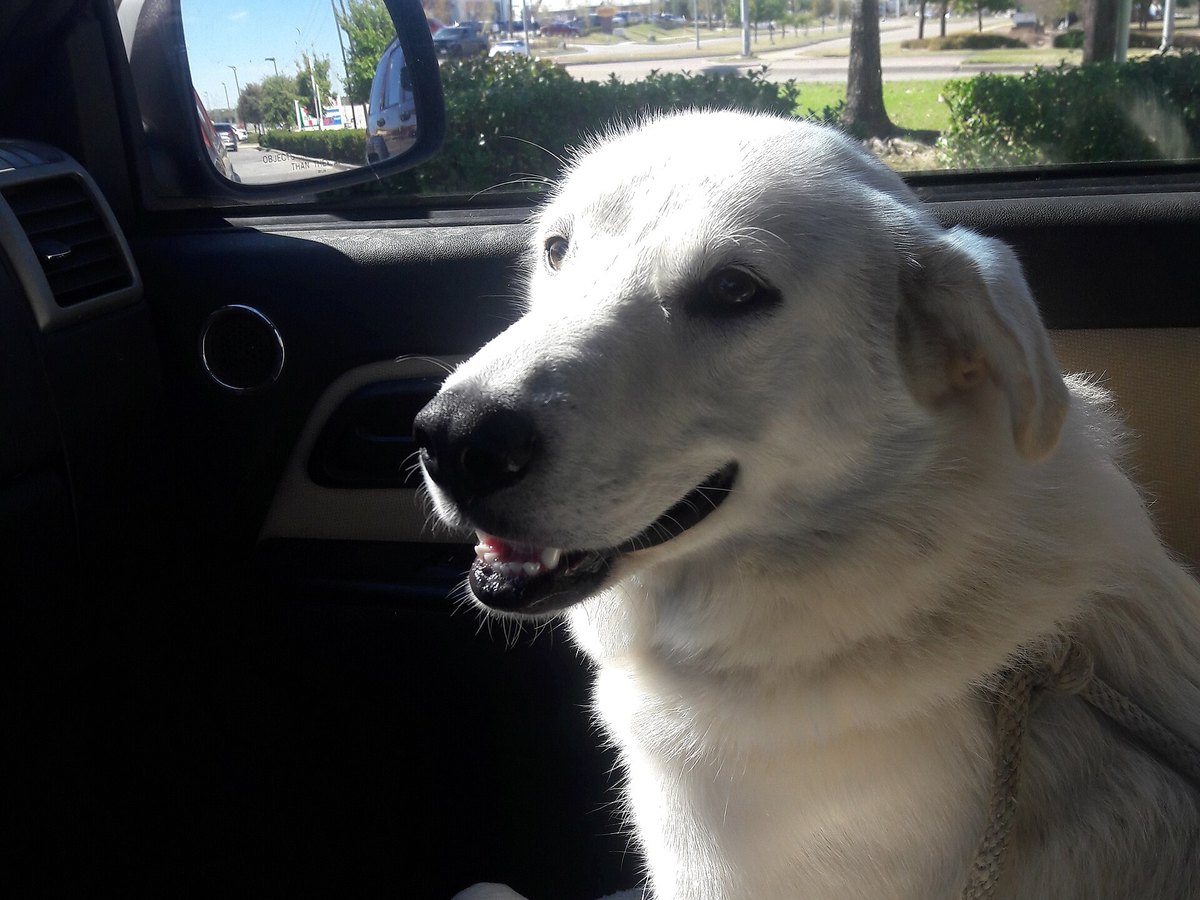 Hund sitzt im Innenraum eines Autos