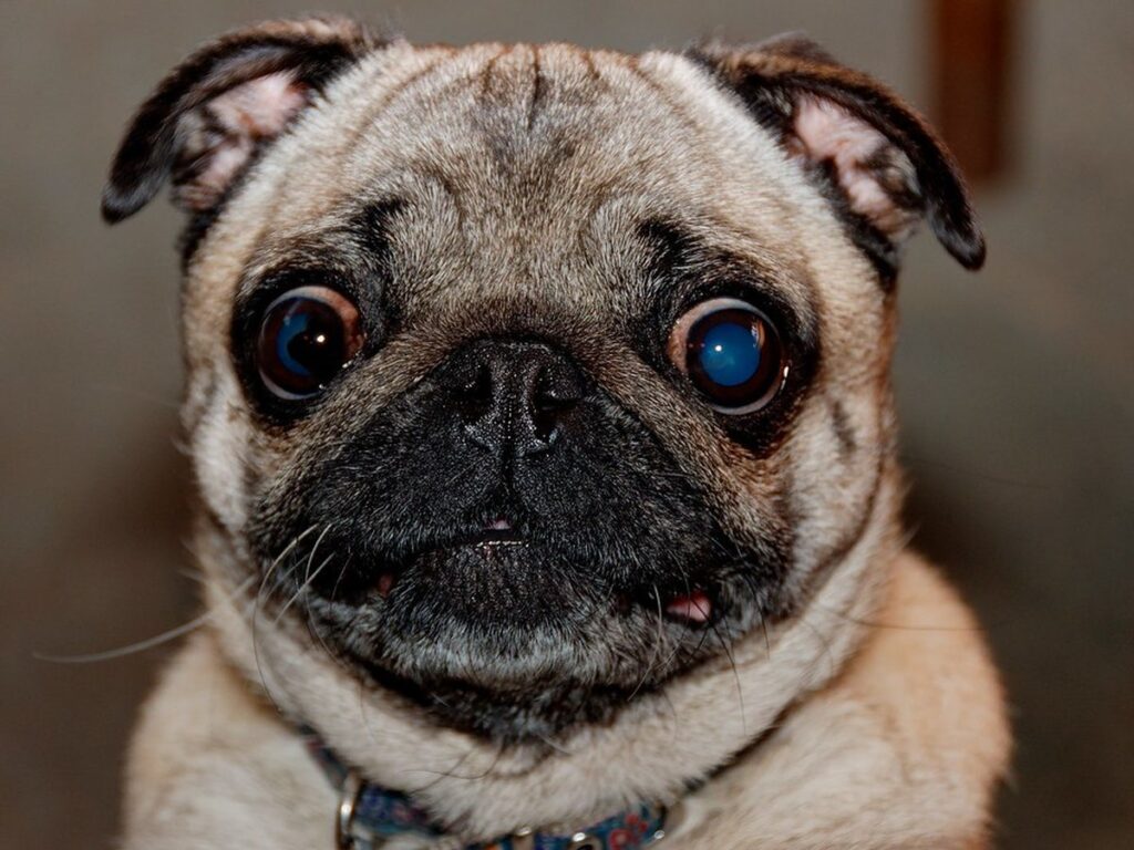 Mops sitzt auf einer Wiese