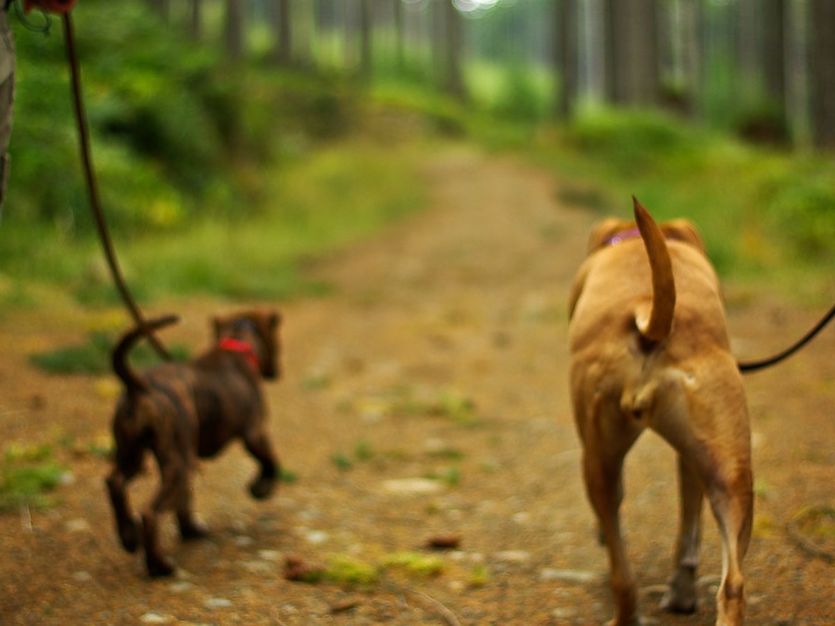 Hund läuft durch den Wald
