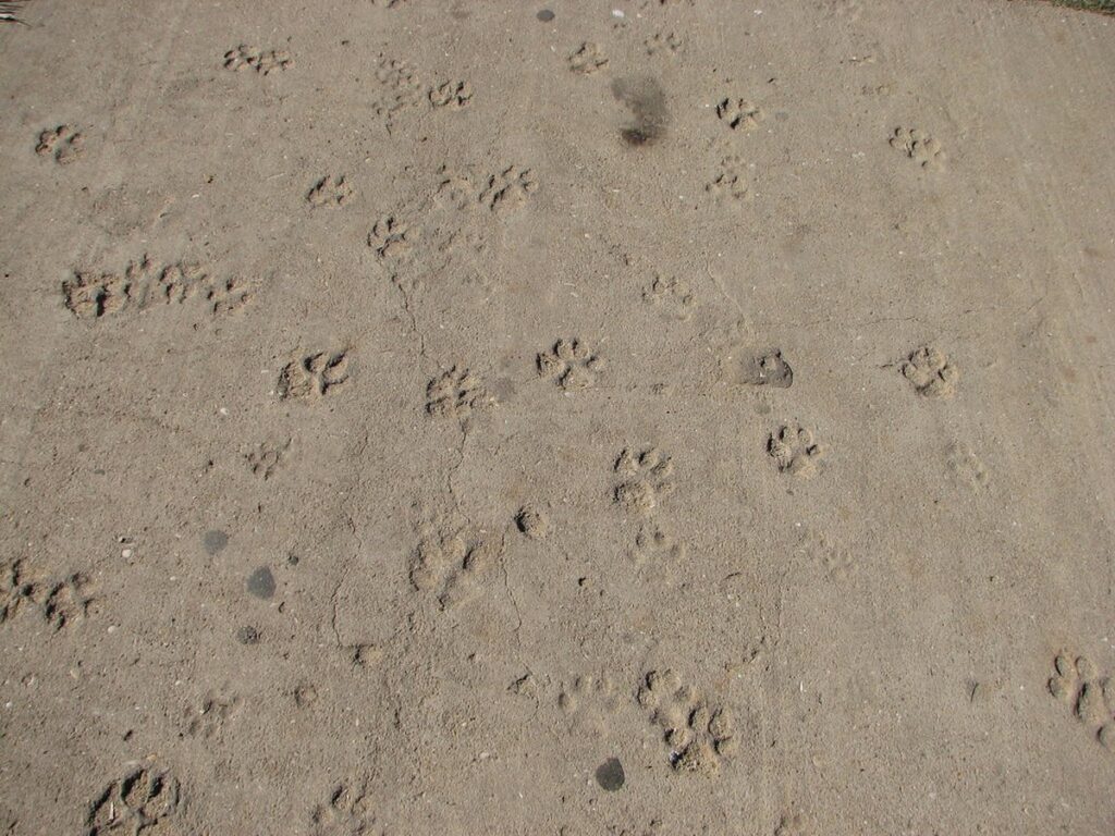 Tierarzt untersucht die Pfote eines Hundes
